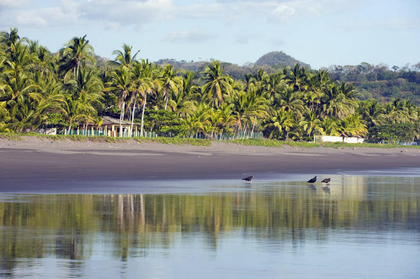 无人,站,横图,室外,白天,正面,旅游,度假,海浪,海洋,石头,美景,沙滩,山,山脉,植物,棕榈树,鸟,野生动物,叶子,萨尔瓦多,三只,阴影,波纹,光线,鸟类,秃鹫,沙子,石子,影子,海岸,景观,浪花,山峰,云,云朵,绿叶,涟漪,沙地,山峦,云彩,注视,娱乐,树,树木,蓝色,绿色,白云,倒影,蓝天,水纹,天空,阳光,自然,海水,动物,波浪,群山,天,观察,看,站着,享受,休闲,嫩叶,景色,放松,生长,晴朗,成长,观看,察看,倒映,北美,北美洲,中美洲,关注,自然风光,美洲,凶猛,海景,棕榈叶,水晕,北亚美利加洲,亚美利加洲,萨尔瓦多共和国,反照,残暴,凶残,叶,叶片,大海,风浪,海,海水的波动,海滩,近岸浪,石块,岩石,涌浪,晴空,座山雕,秃鹰,狗头鹫,站立,半身,彩图