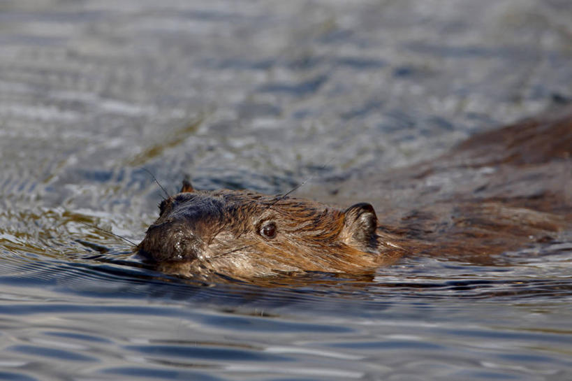 游泳,无人,横图,俯视,室外,白天,旅游,度假,河流,美景,水,美国,阴影,光线,影子,河水,景观,水流,注视,娱乐,一只,倒影,阳光,自然,观察,看,享受,休闲,景色,放松,观看,察看,倒映,北美,北美洲,关注,自然风光,美洲,海狸,阿拉斯加,阿拉斯加州,北亚美利加洲,亚美利加洲,海狸鼠,河狸,泅水,最后的边疆,午夜阳光之地,反照,拍浮,半身,彩图,高角度拍摄