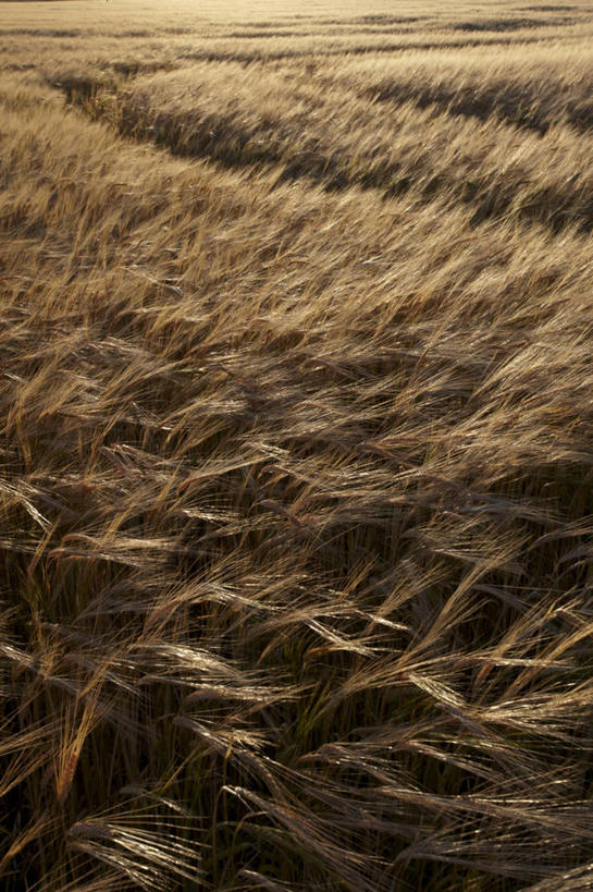 无人,农田,竖图,俯视,室外,白天,旅游,度假,庄稼,农作物,小麦,美景,城市,美国,许多,阴影,丰富,丰收,光线,影子,景观,谷物,很多,丰盛,娱乐,阳光,自然,享受,休闲,景色,放松,麦子,北美,北美洲,自然风光,美洲,弗吉尼亚,弗吉尼亚州,诺福克,北亚美利加洲,亚美利加洲,维吉尼亚,老自治领州,丰登,丰硕,诺福克郡,诺福克市,彩图,高角度拍摄,耕地,庄稼田