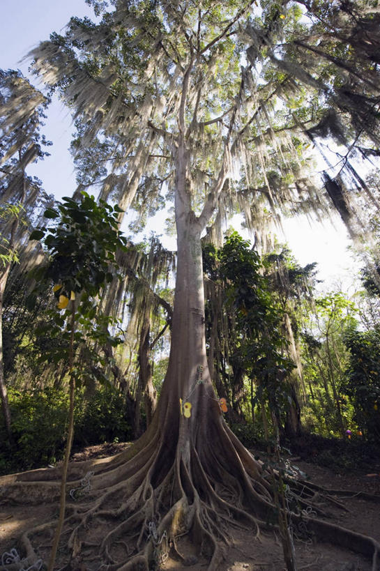 无人,竖图,室外,白天,仰视,旅游,度假,美景,植物,叶子,美国,阴影,光线,纹理,影子,景观,青苔,绿叶,树根,苔藓,首都,娱乐,树,树木,绿色,阳光,自然,享受,休闲,嫩叶,景色,放松,生长,成长,北美,北美洲,自然风光,美洲,华盛顿特区,肌理,首府,华盛顿哥伦比亚特区,华府,北亚美利加洲,亚美利加洲,哥伦比亚特区,寄生藤,叶,叶片,叶脉,彩图,低角度拍摄