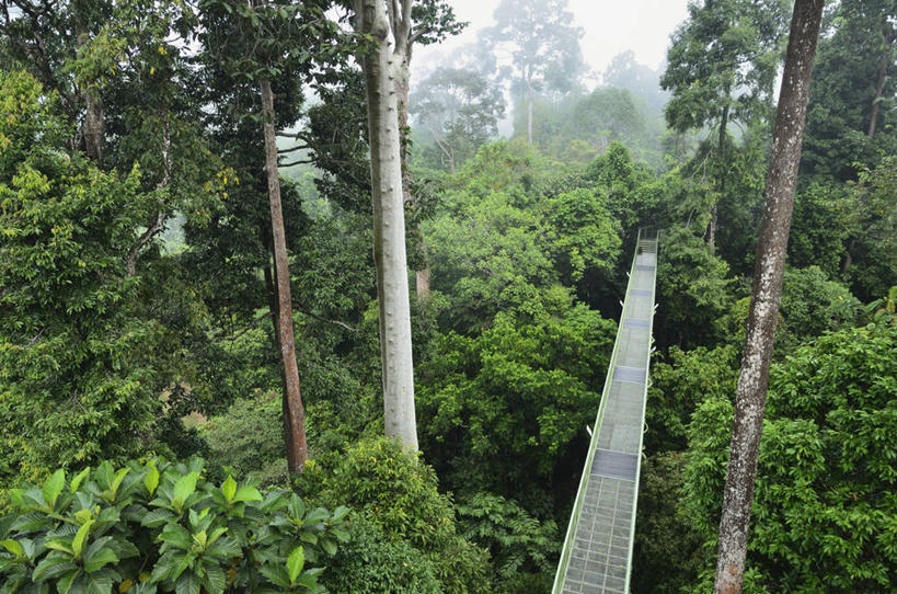 无人,横图,俯视,室外,白天,旅游,度假,草地,草坪,美景,森林,植物,雾,马来西亚,亚洲,阴影,朦胧,模糊,光线,木板,影子,景观,桥,木桥,娱乐,栈桥,草,树,树木,绿色,阳光,自然,享受,休闲,景色,放松,东南亚,生长,成长,人行桥,木板桥,迷雾,自然风光,婆罗洲,加里曼丹岛,婆罗洲岛,马来西亚联邦,沙巴州,沙巴,大雾,彩图,高角度拍摄