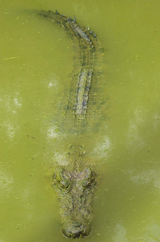 游泳,无人,竖图,俯视,室外,白天,旅游,度假,河流,美景,水,鳄鱼,野生动物,马来西亚,亚洲,一条,爬行动物,河水,景观,水流,注视,娱乐,自然,动物,观察,看,享受,休闲,景色,放松,东南亚,观看,察看,关注,自然风光,凶猛,婆罗洲,泅水,河口鳄,食人鳄,湾鳄,咸水鳄,加里曼丹岛,婆罗洲岛,拍浮,马来西亚联邦,沙捞越,砂拉越州,犀鸟之乡,残暴,凶残,彩图,高角度拍摄,全身
