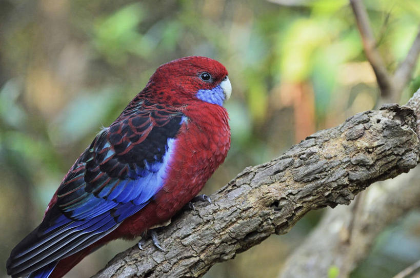 无人,公园,站,横图,室外,特写,白天,侧面,旅游,度假,美景,植物,鸟,鹦鹉,澳大利亚,阴影,朦胧,模糊,光线,鸟类,影子,景观,枝条,娱乐,树,树木,树枝,一只,阳光,自然,站着,享受,休闲,景色,放松,国家公园,自然风光,大洋洲,澳洲,墨尔本,南方大陆,首府,澳大利亚联邦,彩虹鹦鹉,红胸五彩鹦鹉,虹彩吸蜜鹦鹉,绿颈吸蜜鹦鹉,维多利亚,维多利亚州,新金山,虬枝,枝杈,丹顿农山脉国家公园,站立,彩图,全身