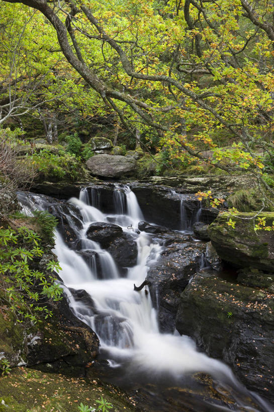 无人,竖图,俯视,室外,白天,旅游,度假,石头,美景,瀑布,水,植物,英国,欧洲,阴影,飞溅,朦胧,模糊,溅,光线,石子,液体,影子,景观,水滴,枝条,娱乐,苏格兰,水珠,树,树木,树枝,阳光,自然,享受,休闲,景色,放松,西欧,喷洒,自然风光,大不列颠,大不列颠及北爱尔兰联合王国,大不列颠联合王国,日不落英帝国,苏格兰王国,虬枝,枝杈,罗蒙湖,洛蒙德湖,跌水,石块,岩石,彩图,高角度拍摄