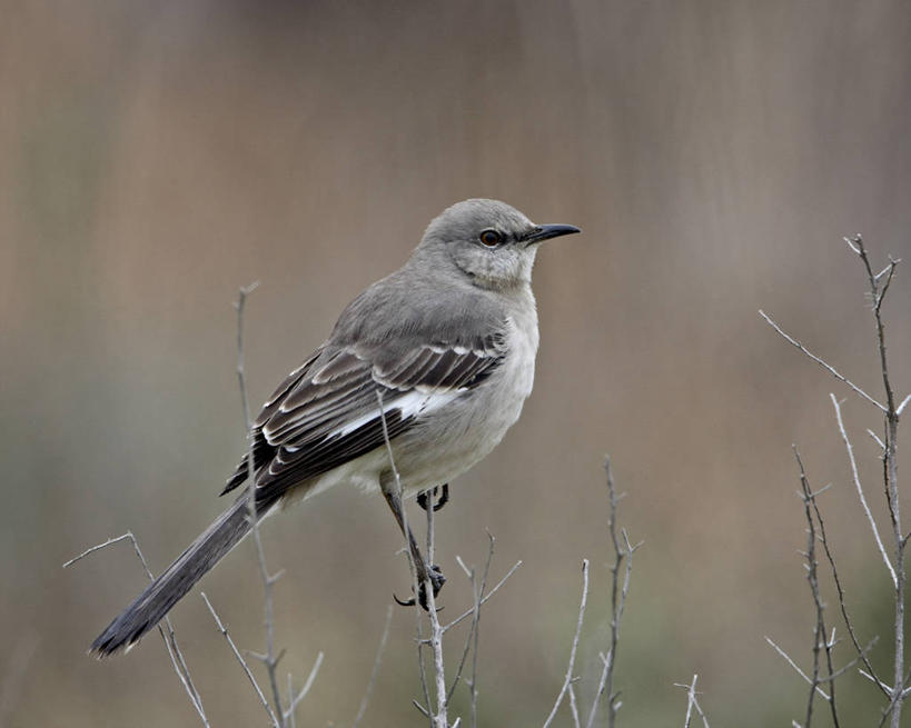 无人,站,横图,室外,特写,白天,侧面,旅游,度假,美景,植物,鸟,美国,朦胧,模糊,鸟类,景观,枝条,注视,娱乐,树,树木,树枝,一只,自然,观察,看,站着,享受,休闲,景色,放松,观看,察看,北美,北美洲,关注,加利福尼亚,自然风光,美洲,加州,加利福尼亚州,金州,黄金州,北亚美利加洲,亚美利加洲,虬枝,枝杈,嘲鸫,模仿鸟,站立,彩图,全身