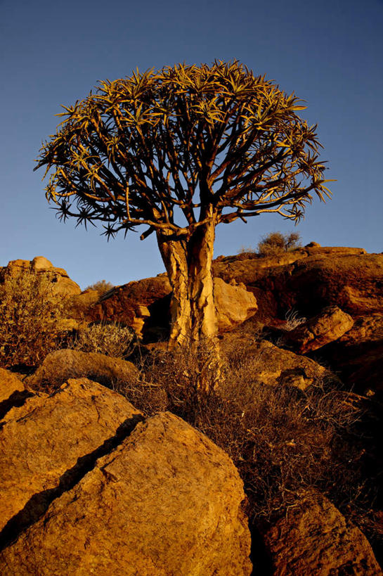 无人,竖图,室外,白天,正面,旅游,度假,草地,石头,美景,植物,非洲,南非,阴影,光线,石子,影子,景观,娱乐,草,树,树木,蓝色,绿色,蓝天,天空,阳光,自然,天,享受,休闲,景色,放松,生长,晴朗,成长,自然风光,沉积岩,万里无云,阿非利加洲,南非共和国,水成岩,大树芦荟,石块,岩石,晴空,晴空万里,彩图