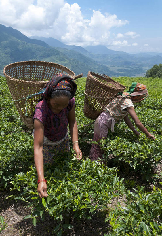 东方人,两个人,伙伴,朋友,农田,站,交叉,竖图,室外,白天,正面,旅游,度假,友谊,幸福,合作,团队,庄稼,农作物,美景,茶,竹子,尼泊尔,亚洲,弯腰,握,阴影,竹制,服装,编织,光线,篮子,影子,景观,云,云朵,茶叶,云彩,休闲装,黄种人,娱乐,衣服,蓝色,白云,蓝天,天空,阳光,自然,竹篮,天,站着,享受,休闲,温馨,休闲服,景色,放松,乐趣,战略,握着,服饰,晴朗,竹条,交织,提神,舒适,竹制品,自然风光,南亚,醒脑,尼泊尔王国,弯身,联合,合谋,穿插,博卡拉,博克拉,配合,协作,女人,女性,中年女性,亚洲人,晴空,站立,彩图,全身,耕地,庄稼田