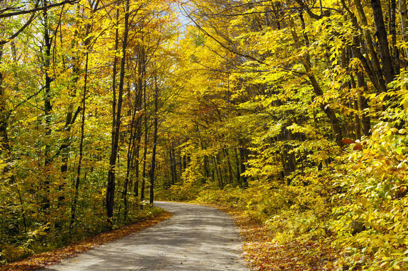 无人,公园,横图,室外,白天,正面,旅游,度假,美景,秋季,森林,树林,植物,道路,路,叶子,美国,阴影,曲折,弯曲,光线,影子,景观,小路,枫叶,枯叶,落叶,交通,娱乐,树,树木,黄色,红色,绿色,阳光,自然,享受,休闲,景色,放松,蜿蜒,生长,成长,枫树叶,北美,北美洲,国家公园,自然风光,美洲,缅因州,北亚美利加洲,亚美利加洲,缅因,松林之州,贝克斯特州立公园,叶,叶片,秋,秋天,彩图