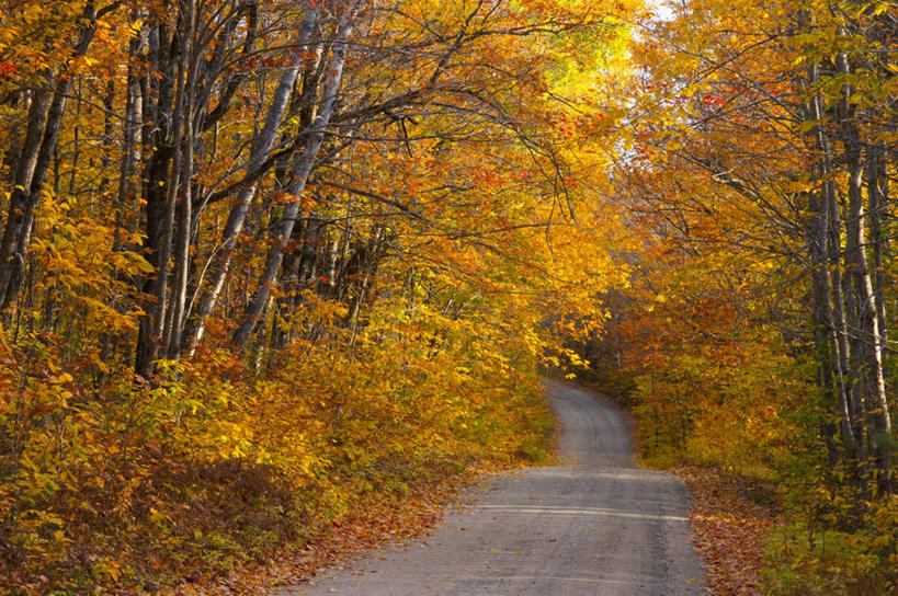 无人,公园,横图,室外,白天,正面,旅游,度假,美景,秋季,森林,树林,植物,道路,路,叶子,美国,阴影,曲折,弯曲,光线,影子,景观,小路,枫叶,枯叶,落叶,交通,娱乐,树,树木,黄色,红色,绿色,阳光,自然,享受,休闲,景色,放松,蜿蜒,生长,成长,枫树叶,北美,北美洲,国家公园,自然风光,美洲,缅因州,北亚美利加洲,亚美利加洲,缅因,松林之州,贝克斯特州立公园,叶,叶片,秋,秋天,彩图