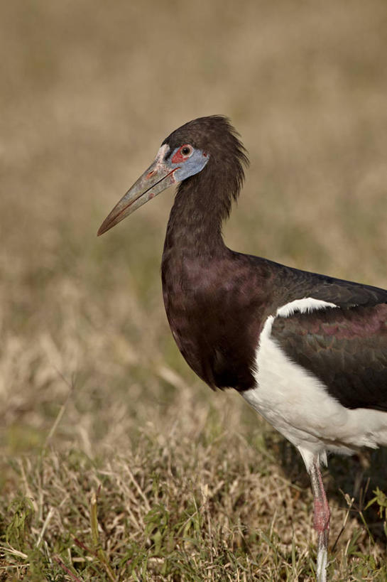 无人,站,竖图,室外,特写,白天,侧面,旅游,度假,草地,草坪,美景,植物,鸟,非洲,坦桑尼亚,阴影,朦胧,模糊,光线,鸟类,影子,景观,注视,娱乐,草,一只,绿色,阳光,自然,观察,看,站着,享受,休闲,景色,放松,观看,察看,鹳,关注,自然风光,锅鹳,黑鹳,黑老鹳,乌鹳,东非,恩戈罗恩戈罗保护区,恩戈罗恩戈罗自然保护区,坦桑尼亚联合共和国,站立,半身,彩图