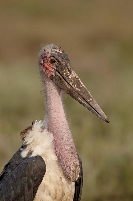 无人,公园,站,竖图,室外,特写,白天,正面,草地,草坪,美景,植物,鸟,非洲,坦桑尼亚,阴影,朦胧,模糊,光线,鸟类,影子,景观,注视,草,一只,绿色,阳光,自然,观察,看,站着,景色,观看,察看,鹳,国家公园,关注,自然风光,东非,塞伦盖蒂国家公园,坦桑尼亚联合共和国,非洲秃鹳,秃鹳,站立,半身,彩图