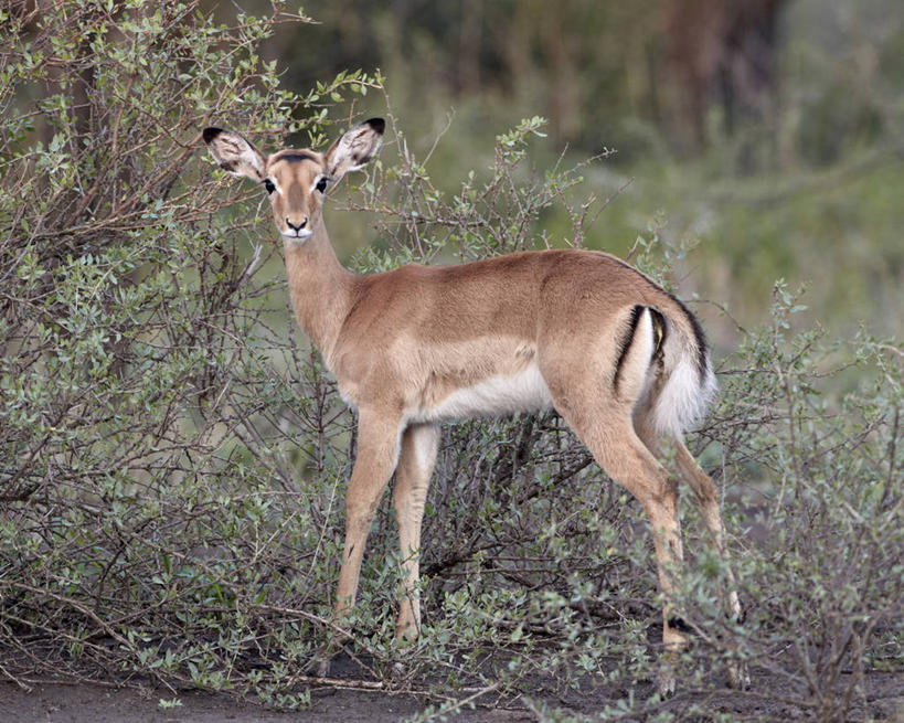 无人,公园,站,横图,室外,白天,侧面,草地,草坪,美景,植物,野生动物,羊,非洲,坦桑尼亚,阴影,朦胧,模糊,光线,羚羊,影子,景观,扭头,注视,草,一只,绿色,阳光,自然,动物,观察,看,站着,转头,景色,可爱,活泼,观看,察看,国家公园,关注,自然风光,黑斑羚,东非,塞伦盖蒂国家公园,坦桑尼亚联合共和国,斑羚,高角羚,站立,彩图,全身