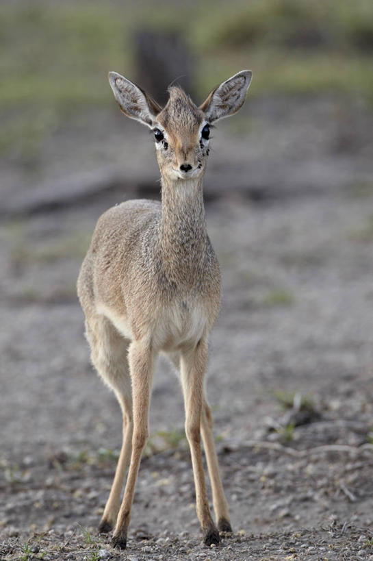 无人,公园,站,竖图,室外,白天,正面,草地,草坪,石头,美景,植物,野生动物,羊,非洲,坦桑尼亚,阴影,朦胧,模糊,光线,羚羊,石子,影子,景观,注视,草,一只,绿色,阳光,自然,动物,观察,看,站着,景色,可爱,活泼,观看,察看,国家公园,关注,自然风光,东非,塞伦盖蒂国家公园,坦桑尼亚联合共和国,犬羚,石块,岩石,站立,彩图,全身