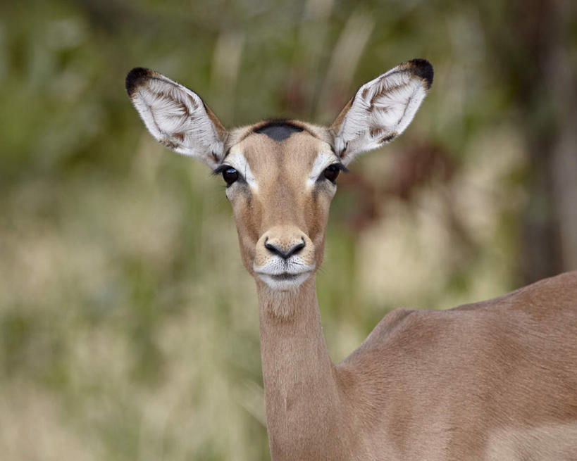 脸,头,脸颊,无人,动物园,站,横图,室外,特写,白天,正面,草地,草坪,美景,植物,野生动物,羊,非洲,南非,阴影,朦胧,模糊,光线,羚羊,影子,景观,注视,草,一只,绿色,阳光,自然,动物,观察,看,站着,景色,可爱,活泼,观看,察看,国家公园,关注,自然风光,黑斑羚,克鲁格国家公园,阿非利加洲,德兰士瓦省,南非共和国,斑羚,高角羚,头部,脸部,脸蛋,面部,站立,半身,彩图