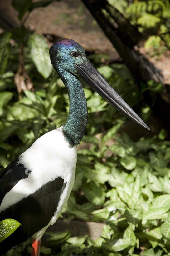 无人,站,竖图,室外,特写,白天,侧面,旅游,度假,草地,草坪,石头,美景,植物,鸟,澳大利亚,阴影,光线,鸟类,石子,影子,景观,注视,娱乐,草,一只,绿色,阳光,自然,观察,看,站着,享受,休闲,景色,放松,观看,察看,鹳,关注,自然风光,大洋洲,澳洲,昆士兰州,南方大陆,首府,澳大利亚联邦,黑颈鹳,凯恩斯,道格拉斯港,石块,岩石,站立,半身,彩图