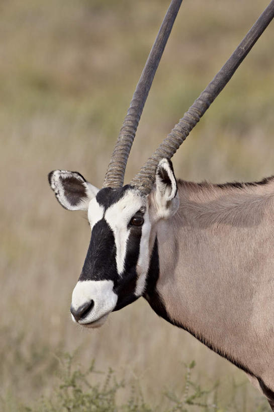 无人,站,竖图,室外,特写,白天,侧面,旅游,度假,美景,植物,野生动物,羊,非洲,阴影,枯萎,朦胧,模糊,光线,羚羊,影子,景观,枯草,注视,娱乐,草,一只,黄色,阳光,自然,动物,观察,看,站着,享受,休闲,景色,放松,可爱,活泼,观看,察看,关注,自然风光,长角羚,阿非利加洲,卡格拉格帝边境公园,卡格拉格帝跨国境公园,卡格拉格帝越界公园,白长角羚,站立,半身,彩图