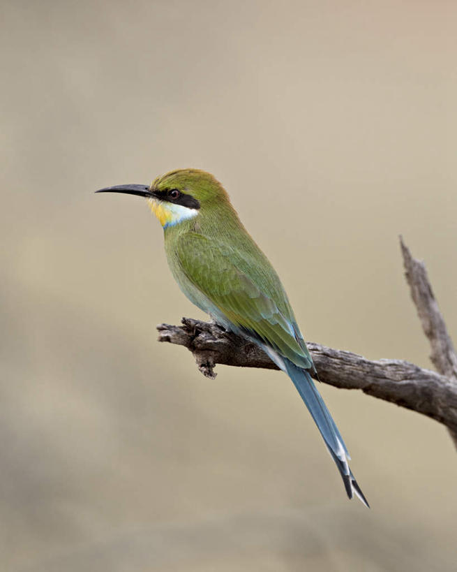 无人,竖图,室外,特写,白天,侧面,旅游,度假,美景,植物,蜂鸟,鸟,非洲,阴影,朦胧,模糊,光线,鸟类,影子,景观,枝条,注视,停留,娱乐,树,树木,树枝,一只,阳光,自然,观察,看,享受,休闲,景色,放松,观看,停止,察看,关注,自然风光,阿非利加洲,蜂虎,逗留,停顿,虬枝,枝杈,燕尾蜂虎,卡格拉格帝边境公园,卡格拉格帝跨国境公园,卡格拉格帝越界公园,彩图,全身