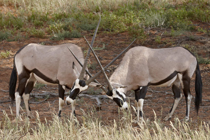 无人,站,横图,室外,白天,侧面,旅游,度假,草地,草坪,美景,植物,野生动物,羊,非洲,阴影,朦胧,模糊,光线,羚羊,影子,景观,娱乐,草,绿色,阳光,自然,动物,低头,站着,两只,享受,休闲,景色,放松,可爱,活泼,打架,自然风光,打斗,长角羚,阿非利加洲,卡格拉格帝边境公园,卡格拉格帝跨国境公园,卡格拉格帝越界公园,白长角羚,站立,彩图,全身