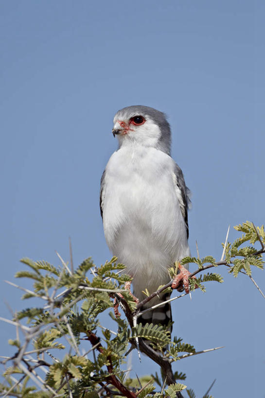 无人,竖图,室外,特写,白天,仰视,旅游,度假,美景,植物,鸟,叶子,非洲,阴影,朦胧,模糊,光线,鸟类,影子,景观,绿叶,枝条,注视,停留,娱乐,树,树木,树枝,一只,阳光,自然,观察,看,享受,休闲,嫩叶,景色,放松,观看,停止,察看,关注,自然风光,猎鹰,矛隼,阿非利加洲,隼,逗留,停顿,虬枝,枝杈,猎隼,白隼,海东青,卡格拉格帝边境公园,卡格拉格帝跨国境公园,卡格拉格帝越界公园,叶,叶片,彩图,低角度拍摄,全身
