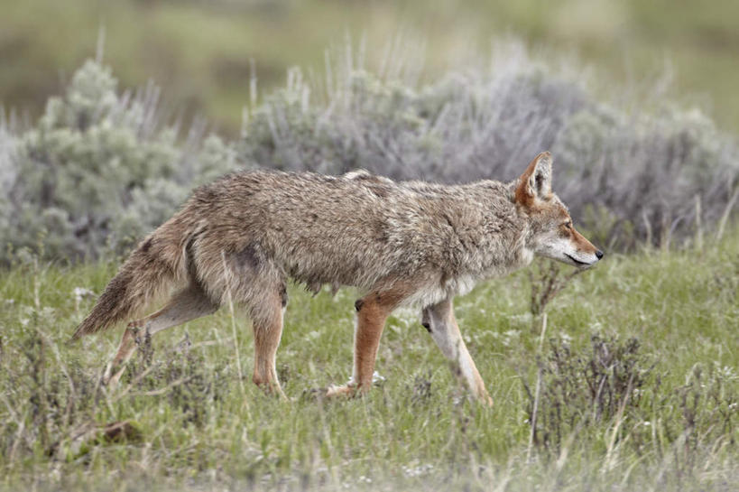 无人,公园,走,横图,室外,白天,侧面,旅游,度假,草地,草坪,美景,植物,狼,野生动物,美国,阴影,朦胧,模糊,光线,影子,景观,注视,娱乐,草,一只,绿色,阳光,自然,动物,观察,看,享受,休闲,景色,放松,观看,察看,北美,北美洲,国家公园,关注,自然风光,郊狼,美洲,凶猛,黄石国家公园,怀俄明州,怀俄明,丛林狼,黄石公园,北亚美利加洲,亚美利加洲,平等之州,残暴,凶残,灰狼,步行,散步,走路,彩图,全身,犬科动物