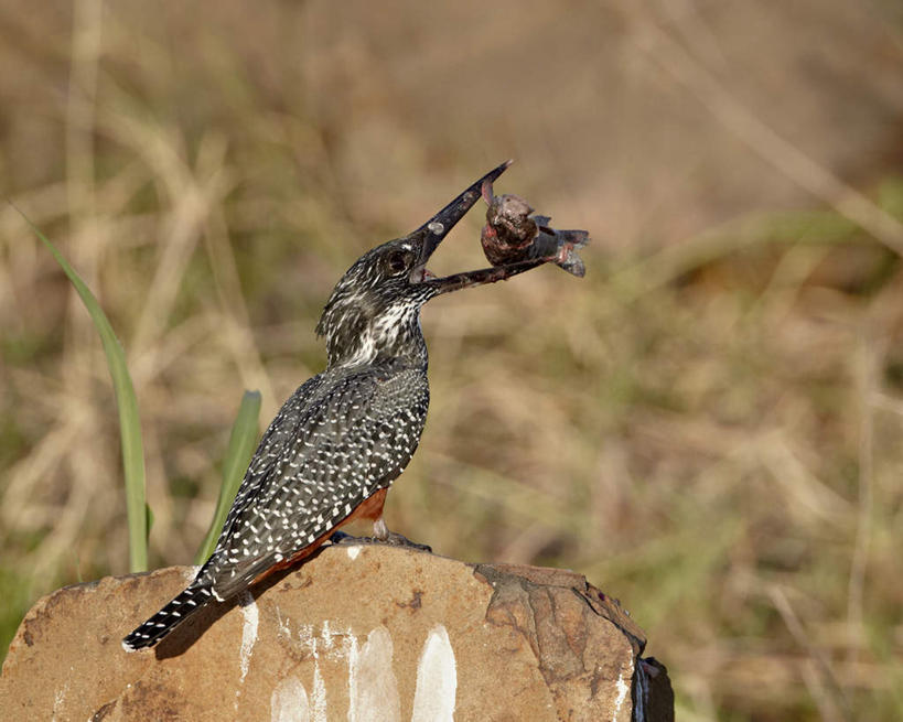 无人,动物园,站,吃,横图,室外,特写,白天,侧面,旅游,度假,草地,草坪,石头,美景,植物,翠鸟,鸟,非洲,南非,阴影,朦胧,模糊,光线,鸟类,石子,影子,景观,注视,娱乐,草,一只,绿色,阳光,自然,观察,看,站着,张嘴,享受,休闲,景色,放松,观看,察看,国家公园,关注,自然风光,张大嘴巴,笑翠鸟,克鲁格国家公园,阿非利加洲,德兰士瓦省,南非共和国,石块,岩石,张开嘴,鱼虎,鱼狗,大翠鸟,嚼,食,站立,彩图,全身