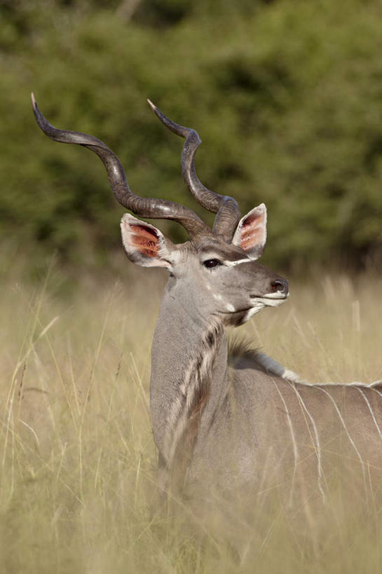 无人,动物园,站,竖图,室外,特写,白天,侧面,旅游,度假,美景,哺乳动物,野生动物,羊,非洲,南非,阴影,朦胧,模糊,光线,羚羊,影子,景观,扭头,注视,娱乐,一只,阳光,自然,动物,观察,看,站着,转头,享受,休闲,景色,放松,可爱,活泼,观看,察看,国家公园,关注,自然风光,角马,克鲁格国家公园,牛羚,阿非利加洲,羚牛,扭角羚,德兰士瓦省,南非共和国,站立,半身,彩图