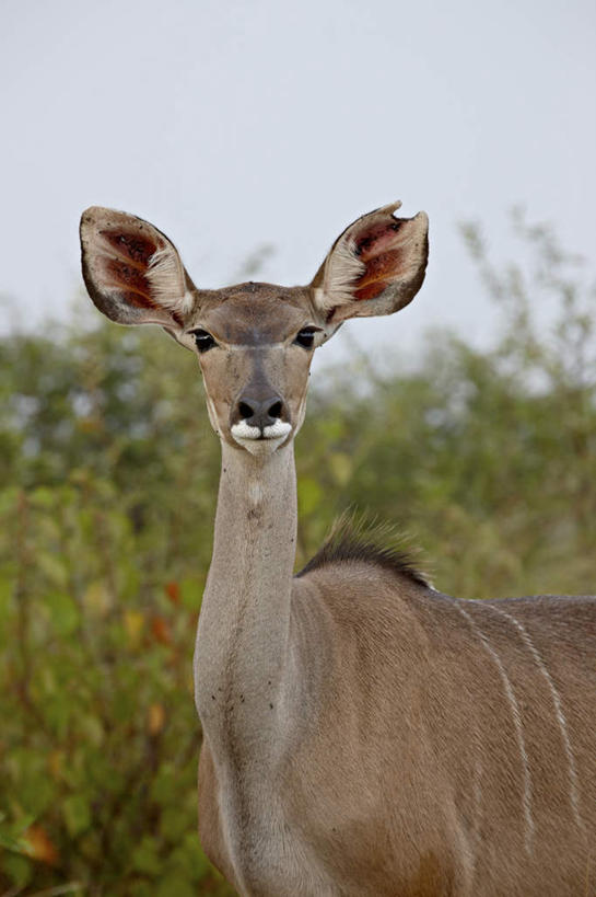 无人,动物园,站,竖图,室外,白天,侧面,旅游,度假,草地,草坪,美景,植物,野生动物,羊,非洲,南非,阴影,朦胧,模糊,光线,羚羊,影子,景观,扭头,注视,娱乐,草,树,树木,一只,蓝色,绿色,蓝天,天空,阳光,自然,动物,天,观察,看,站着,转头,享受,休闲,景色,放松,可爱,活泼,生长,晴朗,成长,观看,察看,国家公园,关注,自然风光,万里无云,克鲁格国家公园,阿非利加洲,德兰士瓦省,南非共和国,大捻角羚,大扭角条纹羚,大弯角羚,大旋角羚,扭角林羚,晴空,晴空万里,站立,半身,彩图