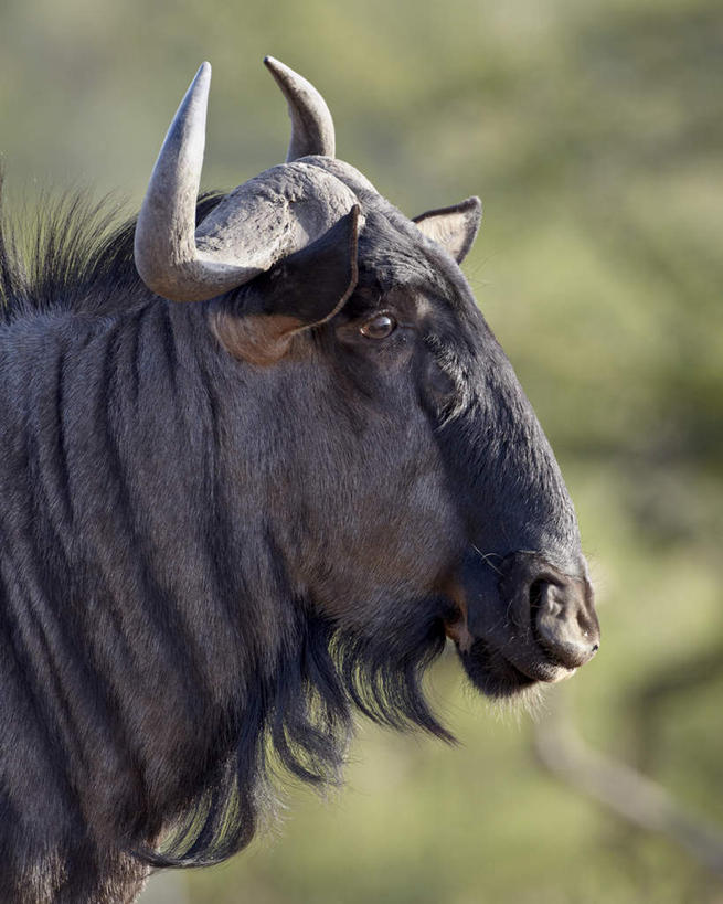 脸,头,脸颊,无人,站,竖图,室外,特写,白天,侧面,旅游,度假,草地,草坪,美景,植物,野生动物,羊,阴影,朦胧,模糊,光线,羚羊,影子,景观,注视,娱乐,草,一只,绿色,阳光,自然,动物,观察,看,站着,享受,休闲,景色,放松,可爱,活泼,观看,察看,关注,自然风光,蓝牛羚,蓝牛,头部,脸部,脸蛋,面部,站立,半身,彩图