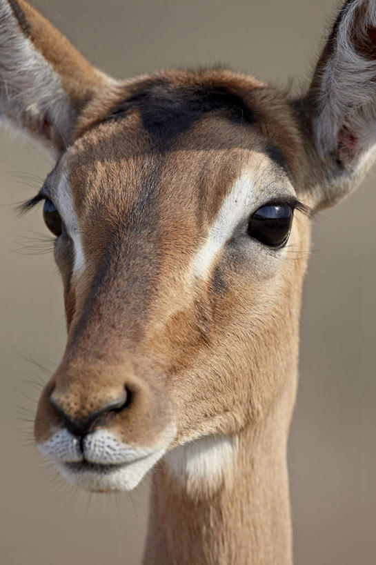 脸,头,脸颊,无人,竖图,室外,特写,白天,正面,旅游,度假,美景,野生动物,羊,非洲,南非,阴影,朦胧,模糊,光线,羚羊,影子,景观,注视,娱乐,一只,阳光,自然,动物,观察,看,享受,休闲,景色,放松,可爱,活泼,观看,察看,关注,自然风光,黑斑羚,阿非利加洲,南非共和国,斑羚,夸祖鲁.纳塔尔省,德班,高角羚,豪鲁维野生动物保护区,头部,脸部,脸蛋,面部,半身,彩图