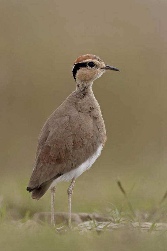 无人,公园,站,竖图,室外,特写,白天,侧面,旅游,度假,草地,草坪,美景,植物,鸟,非洲,南非,阴影,朦胧,模糊,光线,鸟类,影子,景观,注视,娱乐,草,一只,绿色,阳光,自然,观察,看,站着,享受,休闲,景色,放松,观看,察看,国家公园,关注,自然风光,阿非利加洲,鸻,南非共和国,山地斑马国家公园,黑腹走鸻,站立,彩图,全身
