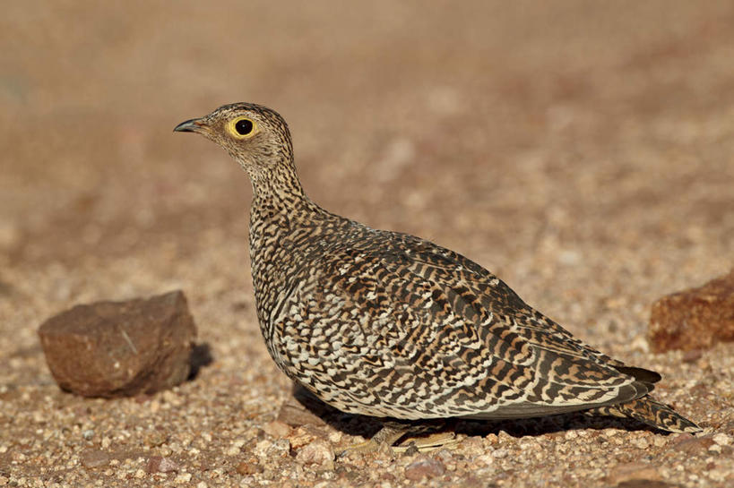 无人,动物园,横图,室外,白天,正面,石头,美景,叶子,非洲,南非,阴影,朦胧,模糊,光线,石子,影子,景观,枯叶,落叶,阳光,自然,景色,国家公园,自然风光,克鲁格国家公园,阿非利加洲,德兰士瓦省,南非共和国,叶,叶片,石块,岩石,半身,彩图