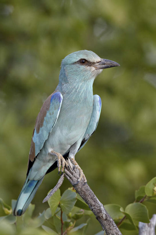 无人,动物园,竖图,室外,白天,正面,美景,非洲,南非,阴影,朦胧,模糊,光线,影子,景观,阳光,自然,景色,国家公园,自然风光,克鲁格国家公园,阿非利加洲,德兰士瓦省,南非共和国,半身,彩图