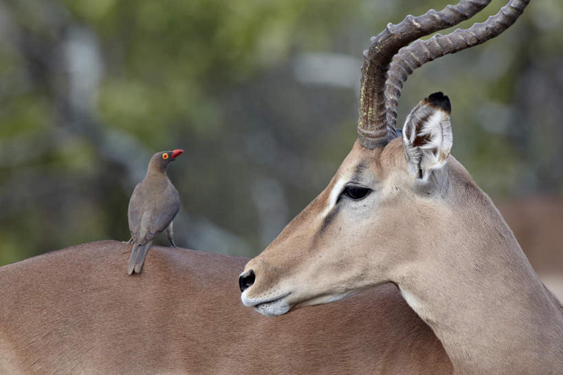 无人,动物园,站,横图,室外,特写,白天,侧面,草地,草坪,美景,植物,鸟,野生动物,羊,非洲,南非,一头,阴影,朦胧,模糊,光线,羚羊,鸟类,影子,景观,注视,草,绿色,阳光,自然,动物,观察,看,站着,两只,景色,可爱,活泼,观看,察看,国家公园,关注,自然风光,黑斑羚,克鲁格国家公园,阿非利加洲,椋鸟,德兰士瓦省,南非共和国,红嘴牛椋鸟,斑羚,牛椋鸟,高角羚,站立,半身,彩图