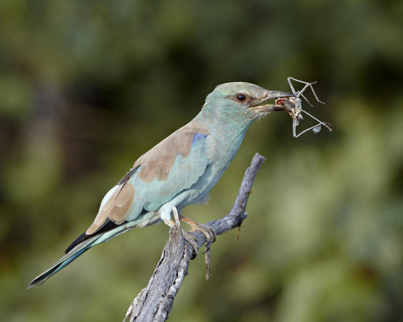 无人,动物园,站,横图,室外,白天,仰视,美景,植物,鸟,非洲,南非,阴影,朦胧,模糊,光线,鸟类,昆虫,影子,景观,枝条,注视,树,树木,树枝,一只,阳光,自然,动物,观察,看,站着,景色,观看,察看,叼,国家公园,关注,叼着,自然风光,益虫,克鲁格国家公园,阿非利加洲,佛法僧,德兰士瓦省,南非共和国,虬枝,枝杈,蓝胸佛法僧,站立,彩图,低角度拍摄,全身
