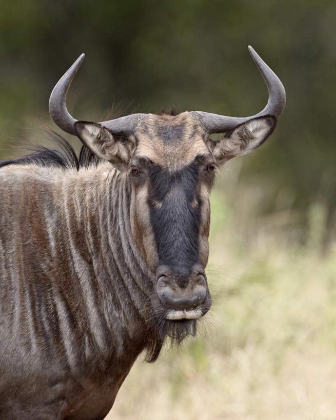 脸,头,脸颊,无人,动物园,竖图,室外,特写,白天,正面,美景,植物,野生动物,羊,非洲,南非,阴影,枯萎,朦胧,模糊,光线,羚羊,影子,景观,枯草,注视,草,一只,黄色,阳光,自然,动物,观察,看,景色,可爱,活泼,观看,察看,国家公园,关注,自然风光,克鲁格国家公园,阿非利加洲,德兰士瓦省,南非共和国,蓝牛羚,蓝牛,头部,脸部,脸蛋,面部,半身,彩图