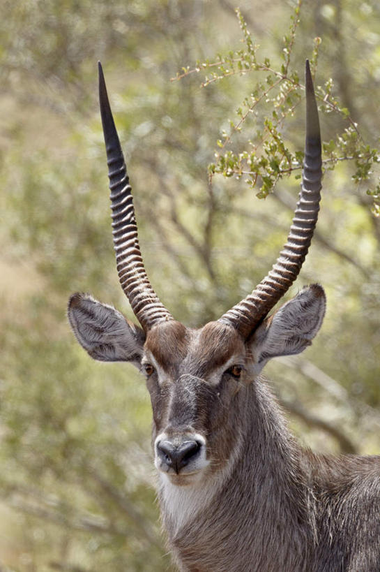 无人,动物园,站,竖图,室外,特写,白天,正面,旅游,度假,美景,植物,野生动物,羊,非洲,南非,阴影,枯萎,朦胧,模糊,光线,羚羊,影子,景观,枯草,注视,娱乐,草,一只,黄色,阳光,自然,动物,观察,看,站着,享受,休闲,景色,放松,可爱,活泼,观看,察看,国家公园,关注,自然风光,克鲁格国家公园,水羚,阿非利加洲,德兰士瓦省,南非共和国,站立,半身,彩图