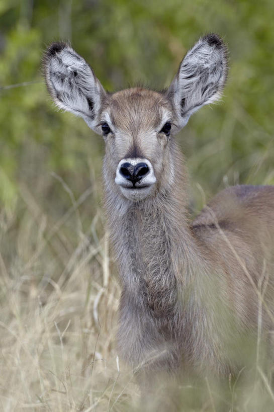 无人,动物园,站,竖图,室外,特写,白天,正面,旅游,度假,草地,草坪,美景,植物,野生动物,羊,非洲,南非,阴影,朦胧,模糊,光线,羚羊,影子,景观,注视,娱乐,草,一只,绿色,阳光,自然,动物,观察,看,站着,享受,休闲,景色,放松,可爱,活泼,观看,察看,国家公园,关注,自然风光,克鲁格国家公园,水羚,阿非利加洲,德兰士瓦省,南非共和国,站立,半身,彩图