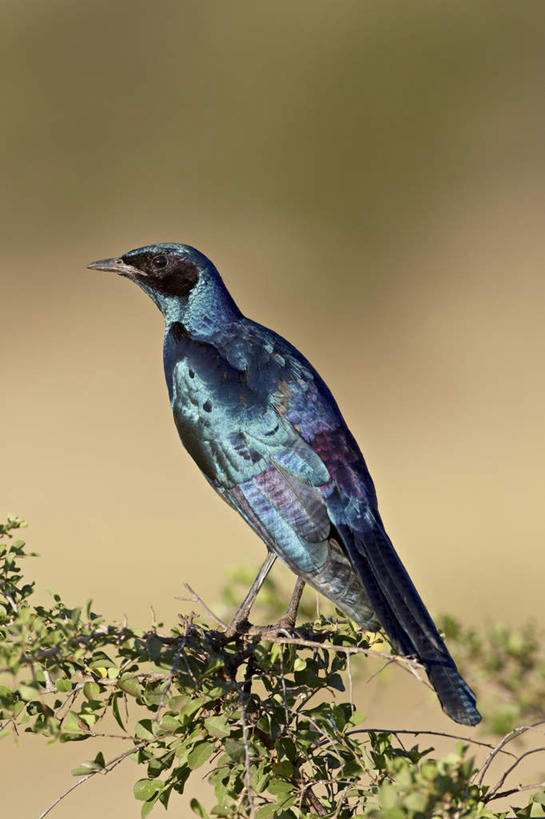 无人,动物园,站,竖图,室外,特写,白天,旅游,度假,美景,植物,鸟,非洲,南非,阴影,朦胧,模糊,光线,鸟类,影子,景观,枝条,注视,娱乐,树,树木,树枝,一只,背面,阳光,自然,观察,看,站着,享受,休闲,景色,放松,观看,察看,国家公园,关注,自然风光,克鲁格国家公园,阿非利加洲,椋鸟,德兰士瓦省,南非共和国,虬枝,枝杈,蓝耳丽椋鸟,站立,彩图,全身