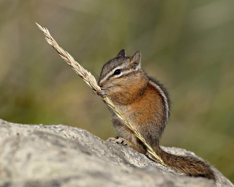 无人,公园,站,横图,室外,特写,白天,侧面,旅游,度假,石头,美景,植物,野生动物,美国,握,咬,阴影,朦胧,模糊,光线,石子,影子,景观,枝条,拿,拿着,注视,娱乐,树,树木,树枝,一只,绿色,阳光,自然,动物,观察,看,站着,享受,休闲,景色,放松,握着,生长,成长,观看,鼠,咬着,察看,北美,北美洲,国家公园,关注,自然风光,美洲,黄石国家公园,怀俄明州,怀俄明,黄石公园,北亚美利加洲,亚美利加洲,平等之州,栗鼠,虬枝,枝杈,龙猫,毛丝鼠,南美洲栗鼠,绒鼠,石块,岩石,站立,彩图