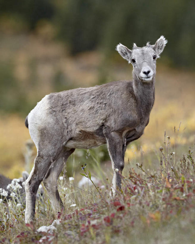 无人,站,竖图,室外,特写,白天,侧面,旅游,度假,草地,草坪,美景,植物,野生动物,羊,加拿大,阴影,朦胧,模糊,光线,影子,景观,扭头,注视,娱乐,草,一只,绿色,阳光,自然,动物,观察,看,站着,转头,享受,休闲,景色,放松,可爱,活泼,观看,察看,北美,北美洲,关注,自然风光,美洲,大角羊,阿尔伯塔省,阿尔伯塔,北亚美利加洲,亚美利加洲,盘角羊,盘羊,艾伯塔,艾伯塔省,卡尔加里,卡纳纳斯基斯,站立,彩图,全身,卡城