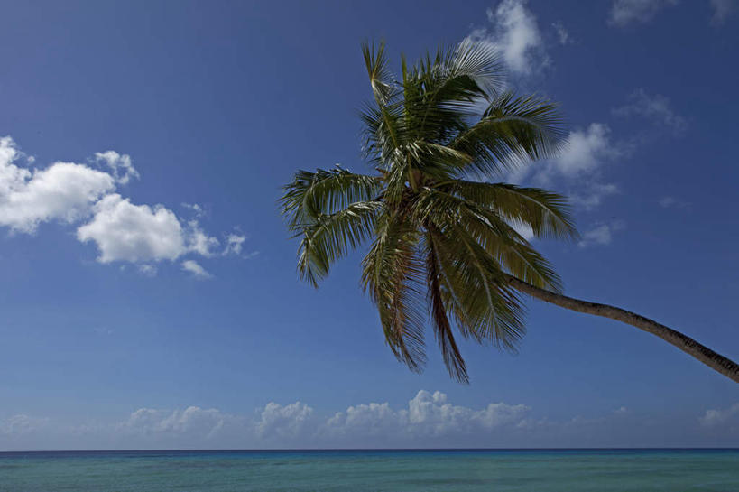无人,横图,室外,白天,正面,旅游,度假,海浪,海洋,美景,沙滩,植物,棕榈树,叶子,巴巴多斯,一棵,阴影,光线,沙子,影子,海岸,景观,浪花,水平线,云,云朵,辽阔,绿叶,海平线,沙地,首都,云彩,娱乐,树,树木,蓝色,绿色,白云,蓝天,天空,阳光,自然,海水,天,享受,休闲,广阔,嫩叶,景色,放松,生长,晴朗,成长,一望无际,北美,北美洲,自然风光,美洲,海景,棕榈叶,北亚美利加洲,亚美利加洲,无边无际,一马平川,巴巴多斯共和国,布里奇敦,布里奇顿,布里奇顿市,叶,叶片,大海,风浪,海,海水的波动,海滩,近岸浪,涌浪,晴空,彩图,水天相接,水天一线