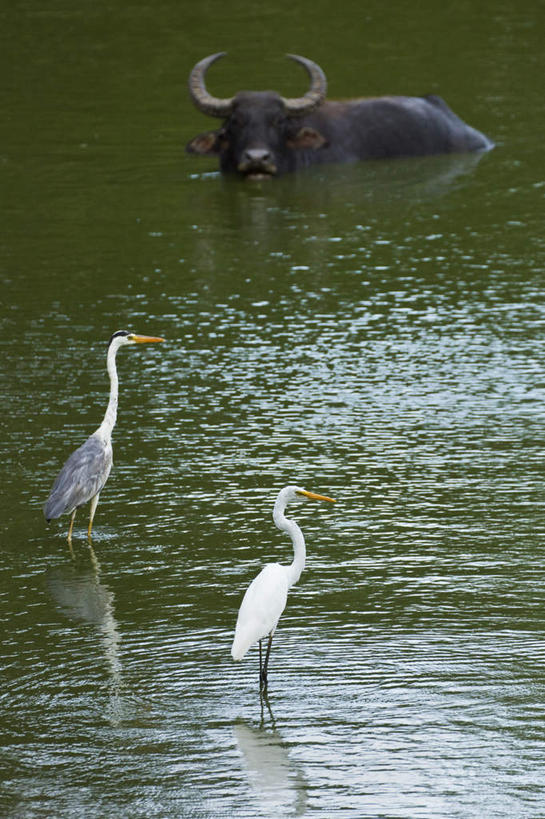游泳,无人,站,竖图,俯视,室外,白天,旅游,度假,湖,湖泊,美景,水,白鹭,鸟,牛,野生动物,斯里兰卡,亚洲,阴影,光线,苍鹭,鸟类,影子,湖面,景观,水流,水面,注视,娱乐,阳光,自然,动物,湖水,观察,看,站着,享受,休闲,景色,放松,观看,察看,大白鹭,关注,自然风光,南亚,凶猛,非洲水牛,斯里兰卡民主社会主义共和国,泅水,白鹤鹭,白鹭鸶,灰鹳,雪客,拍浮,残暴,凶残,水牛,鹭鸶,站立,彩图,高角度拍摄,全身