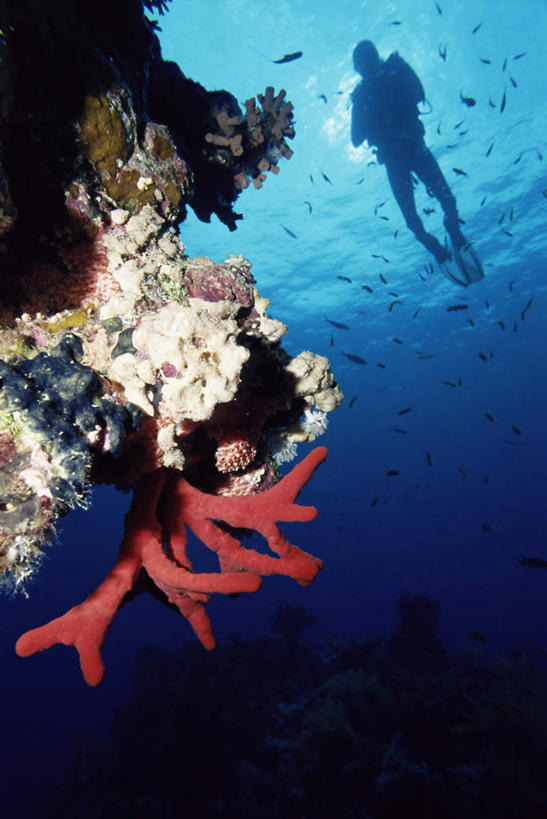 游泳,海鲜,西方人,一个人,竖图,室外,白天,仰视,锻炼,旅游,度假,运动,海底,水下,海浪,海洋,美景,欧洲,非洲,埃及,黑人,欧洲人,仅一个男性,仅一个人,仅一个中年男性,鱼,潜水镜,泳镜,景观,浪花,水底,娱乐,水产,鱼类,海洋生物,无脊椎动物,自然,海水,享受,休闲,蛙鞋,景色,放松,海底世界,潜水,脚蹼,呼吸管,腔肠动物,古埃及,自然风光,水生动物,海产品,潜水装备,水生物,海景,北非,海底动物,阿拉伯埃及共和国,金字塔之国,棉花之国,面镜,浮潜,潜水运动,阿非利加洲,珊瑚虫,西奈山,摩西山,西奈半岛,体育,男人,男性,中年男性,非洲人,大海,风浪,海,海床,海水的波动,近岸浪,涌浪,彩图,低角度拍摄,全身,健身