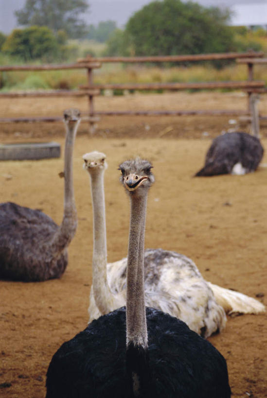 无人,栏杆,站,坐,竖图,室外,特写,白天,正面,旅游,度假,草地,草坪,美景,植物,鸟,鸵鸟,非洲,南非,四只,阴影,光线,鸟类,影子,栅栏,景观,篱笆,围栏,注视,娱乐,护栏,草,树,树木,绿色,阳光,自然,观察,看,站着,享受,休闲,景色,放松,生长,成长,观看,察看,关注,自然风光,阿非利加洲,南非共和国,西开普省,美洲鸵鸟,美洲鸵,站立,坐着,半身,彩图