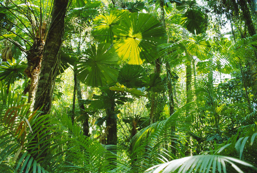 无人,横图,室外,白天,仰视,旅游,度假,美景,森林,树林,植物,叶子,澳大利亚,阴影,光线,影子,景观,绿叶,娱乐,树,树木,绿色,阳光,自然,享受,休闲,嫩叶,景色,放松,茂盛,生长,成长,繁茂,自然风光,大洋洲,澳洲,昆士兰州,南方大陆,兴旺,澳大利亚联邦,昌盛,昌隆,畅旺,发达,蕃芜,繁盛,富强,隆盛,蓬勃,旺盛,兴隆,兴盛,郁勃,苦难角国家公园,叶,叶片,彩图,低角度拍摄