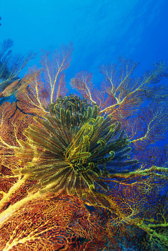 无人,竖图,室外,白天,正面,海底,水下,海浪,海洋,斐济,许多,阴影,朦胧,模糊,光线,珊瑚,影子,浪花,水底,珊瑚礁,海洋生物,无脊椎动物,排列,阳光,海水,海底世界,腔肠动物,大洋洲,海景,海底礁,摆列,南太平洋,斐济群岛共和国,珊瑚虫,大海,风浪,海,海床,海水的波动,礁,近岸浪,岩石,涌浪,半身,彩图,布列,分列