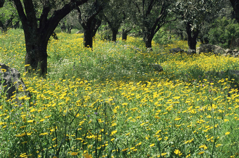 无人,横图,俯视,室外,白天,旅游,度假,美景,植物,橄榄,希腊,欧洲,一排,许多,阴影,整齐,盛开,光线,影子,景观,果树,很多,花蕾,娱乐,花,花瓣,花朵,鲜花,树,树木,排列,黄色,绿色,阳光,自然,花苞,花蕊,享受,休闲,景色,放松,生长,成长,黑橄榄,队列,自然风光,乌橄榄,乌榄,希腊共和国,油橄榄,北爱琴海,北爱琴海大区,莱斯博斯岛,青果,白榄,彩图,高角度拍摄