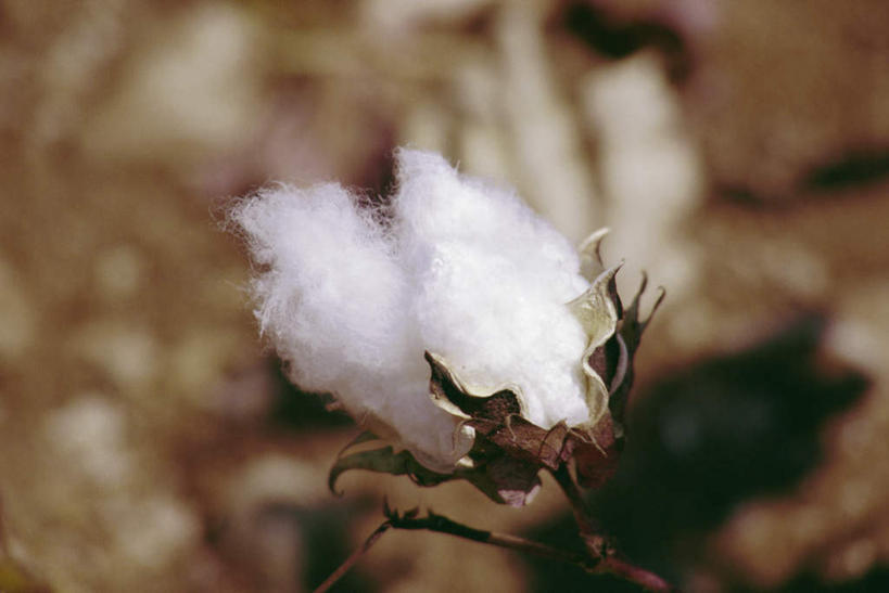 无人,横图,室外,特写,白天,正面,旅游,度假,农作物,美景,阴影,枯萎,朦胧,模糊,柔软,光线,影子,景观,棉花,娱乐,纺织,白色,阳光,自然,享受,休闲,健康,温暖,景色,放松,纤维,自然风光,柔和,暖和,彩图