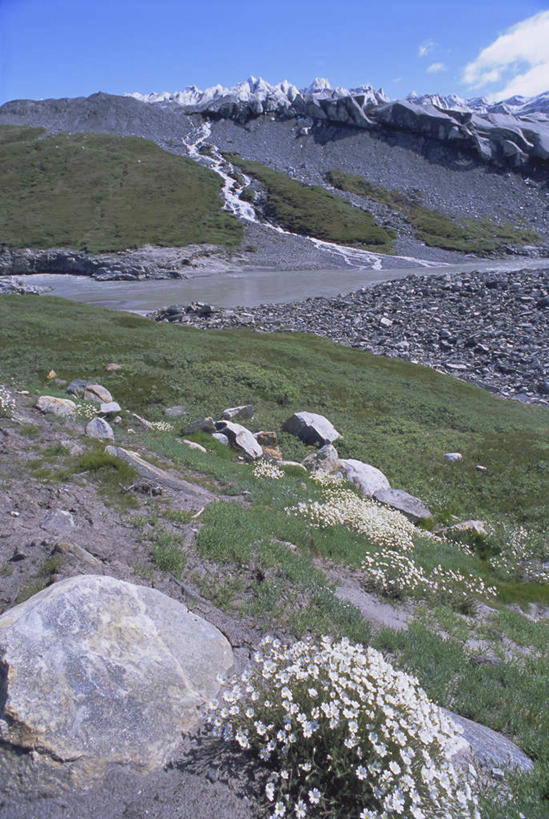 无人,竖图,室外,白天,正面,旅游,度假,冰山,草地,草坪,花海,花圃,石头,美景,山,植物,叶子,丹麦,欧洲,阴影,盛开,光线,石子,影子,冰,景观,山顶,山峰,云,云朵,山峦,花蕾,云彩,娱乐,冰川,草,花,花瓣,花朵,花卉,鲜花,蓝色,绿色,白云,蓝天,天空,阳光,自然,花丛,花束,花田,天,花苞,花蕊,享受,休闲,景色,放松,寒冷,晴朗,冰冷,自然风光,北欧,冰河,沉积岩,格陵兰,格陵兰岛,首府,严寒,丹麦王国,冰凉,酷寒,凛冽,凛凛,极冷,戈特霍布,努克,颠峰,极峰,水成岩,石块,岩石,晴空,彩图