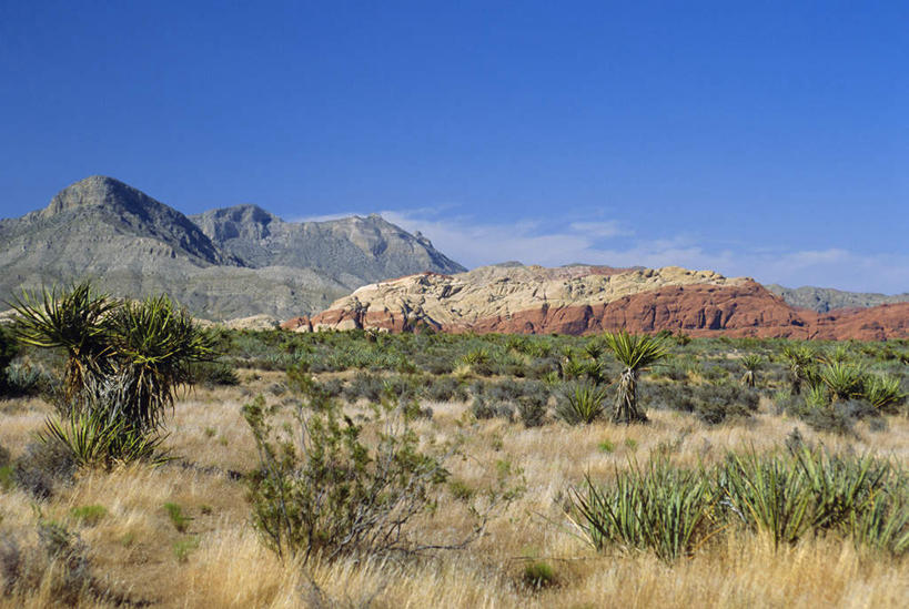 无人,公园,横图,室外,白天,正面,旅游,度假,石头,美景,山,山脉,植物,棕榈树,叶子,美国,阴影,枯萎,光线,石子,影子,景观,山顶,山峰,枯草,绿叶,山峦,娱乐,草,树,树木,黄色,蓝色,绿色,蓝天,天空,阳光,自然,群山,天,享受,休闲,嫩叶,景色,放松,生长,晴朗,成长,北美,北美洲,国家公园,自然风光,美洲,棕榈叶,内华达州,沉积岩,万里无云,北亚美利加洲,亚美利加洲,内华达,北美艾灌木丛州,产银之州,银山州,银之州,颠峰,极峰,红岩峡谷,红岩峡谷国家公园,美国红岩峡谷国家公园,水成岩,叶,叶片,石块,岩石,晴空,晴空万里,彩图